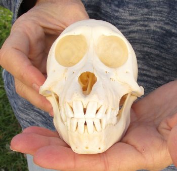 Buy Now this A-Grade 5 Juvenile Baboon Skull - $110 (CITES P-000023748)