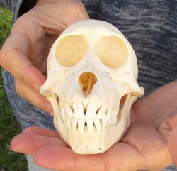 Buy Now this A-Grade 5 Juvenile Baboon Skull - $110 (CITES P-000023748)