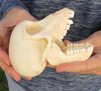 Buy Now this A-Grade 5 Juvenile Baboon Skull - $110 (CITES P-000023748)