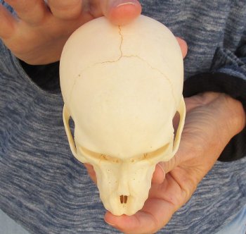 Buy Now this A-Grade 5 Juvenile Baboon Skull - $110 (CITES P-000023748)