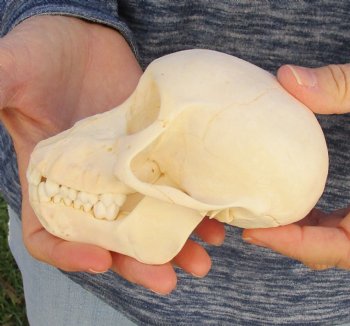 Buy Now this A-Grade 5 Juvenile Baboon Skull - $110 (CITES P-000023748)