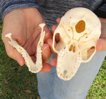 Buy Now this A-Grade 5 Juvenile Baboon Skull - $110 (CITES P-000023748)