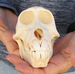 Buy Now 6 inch Sub-Adult Baboon Skull - $115 (CITES P-000023748)