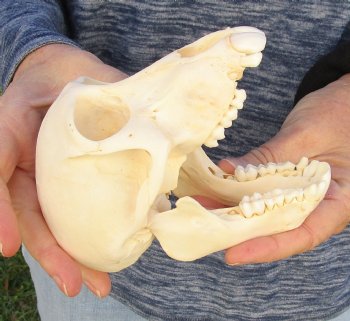 Buy Now 6 inch Sub-Adult Baboon Skull - $115 (CITES P-000023748)