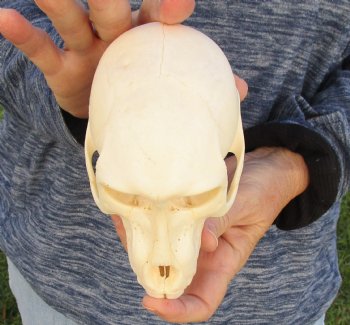 Buy Now 6 inch Sub-Adult Baboon Skull - $115 (CITES P-000023748)