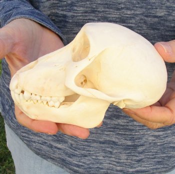 Buy Now 6 inch Sub-Adult Baboon Skull - $115 (CITES P-000023748)