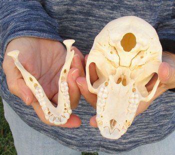 Buy Now 6 inch Sub-Adult Baboon Skull - $115 (CITES P-000023748)