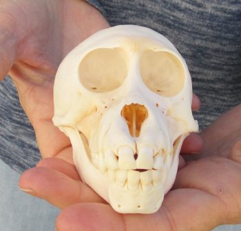 Buy Now this A-Grade 4-1/2 Juvenile Baboon Skull - $110 (CITES P-000023748)