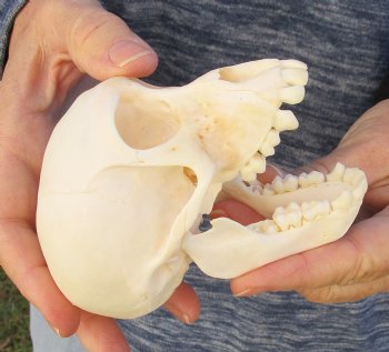 Buy Now this A-Grade 4-1/2 Juvenile Baboon Skull - $110 (CITES P-000023748)