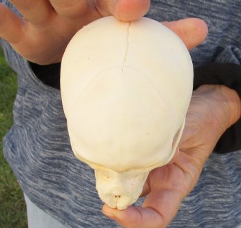 Buy Now this A-Grade 4-1/2 Juvenile Baboon Skull - $110 (CITES P-000023748)