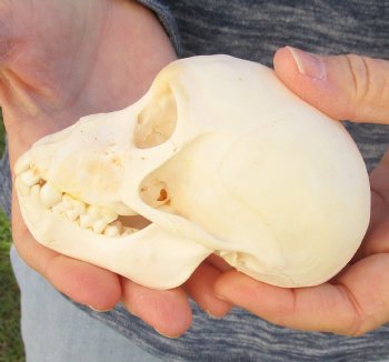 Buy Now this A-Grade 4-1/2 Juvenile Baboon Skull - $110 (CITES P-000023748)