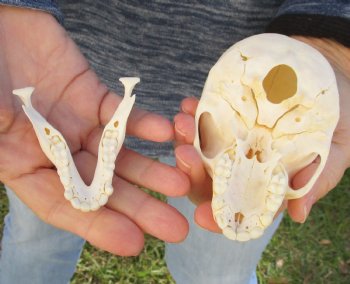 Buy Now this A-Grade 4-1/2 Juvenile Baboon Skull - $110 (CITES P-000023748)