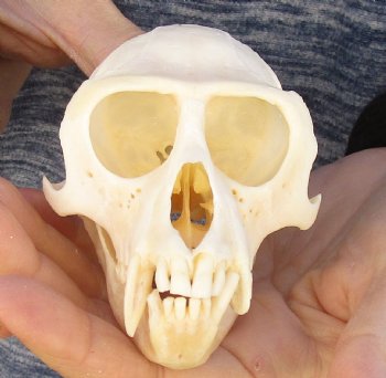 4" Male African Vervet Monkey Skull For Sale for $120 (CITES P-000023748)