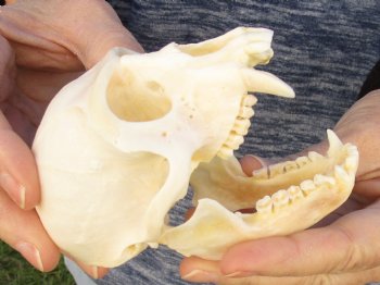 4" Male African Vervet Monkey Skull For Sale for $120 (CITES P-000023748)