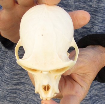 4" Male African Vervet Monkey Skull For Sale for $120 (CITES P-000023748)