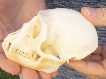 4" Male African Vervet Monkey Skull For Sale for $120 (CITES P-000023748)