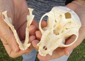 4" Male African Vervet Monkey Skull For Sale for $120 (CITES P-000023748)