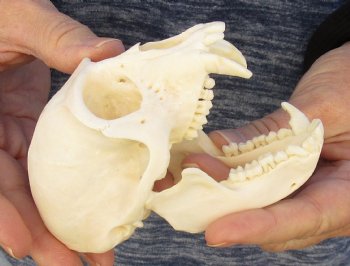 4" Male African Vervet Monkey Skull For Sale for $120 (CITES P-000023748)