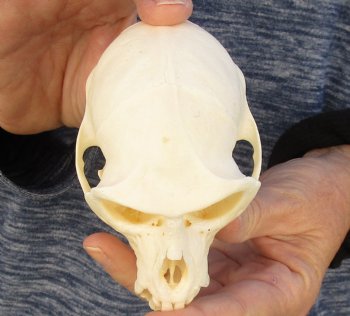 4" Male African Vervet Monkey Skull For Sale for $120 (CITES P-000023748)