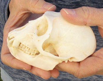 4" Male African Vervet Monkey Skull For Sale for $120 (CITES P-000023748)