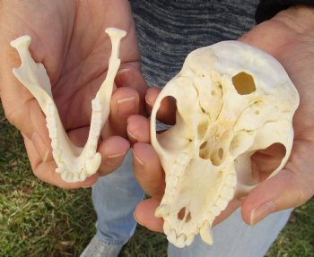 4" Male African Vervet Monkey Skull For Sale for $120 (CITES P-000023748)