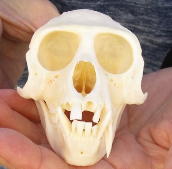 B-Grade 4" Male African Vervet Monkey Skull For Sale for $95 (CITES P-000023748)