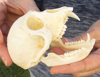 B-Grade 4" Male African Vervet Monkey Skull For Sale for $95 (CITES P-000023748)