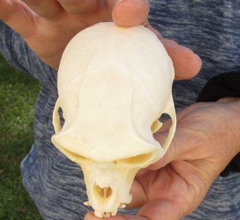 B-Grade 4" Male African Vervet Monkey Skull For Sale for $95 (CITES P-000023748)