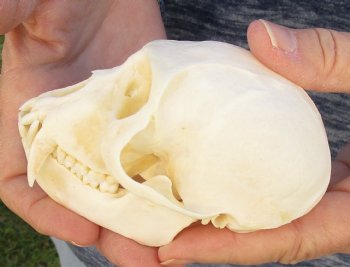 B-Grade 4" Male African Vervet Monkey Skull For Sale for $95 (CITES P-000023748)