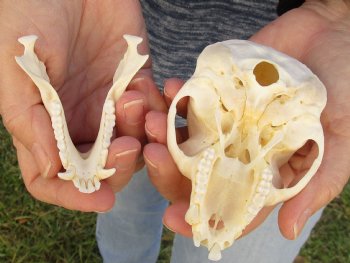 B-Grade 4" Male African Vervet Monkey Skull For Sale for $95 (CITES P-000023748)