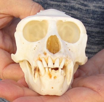 4" Male African Vervet Monkey Skull For Sale for $120 (CITES P-000023748)