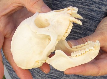 4" Male African Vervet Monkey Skull For Sale for $120 (CITES P-000023748)