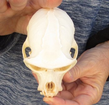 4" Male African Vervet Monkey Skull For Sale for $120 (CITES P-000023748)