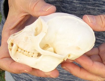 4" Male African Vervet Monkey Skull For Sale for $120 (CITES P-000023748)