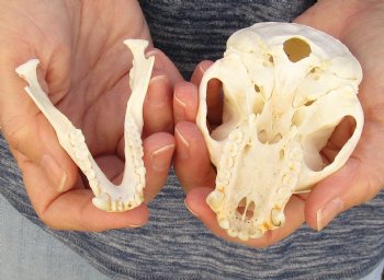 4" Male African Vervet Monkey Skull For Sale for $120 (CITES P-000023748)