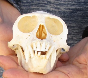 4-1/2" Male African Vervet Monkey Skull For Sale for $125 (CITES P-000023748)