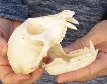 4-1/2" Male African Vervet Monkey Skull For Sale for $125 (CITES P-000023748)