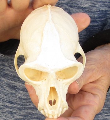 4-1/2" Male African Vervet Monkey Skull For Sale for $125 (CITES P-000023748)