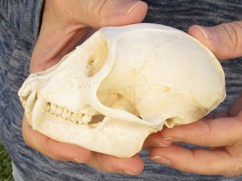 4-1/2" Male African Vervet Monkey Skull For Sale for $125 (CITES P-000023748)