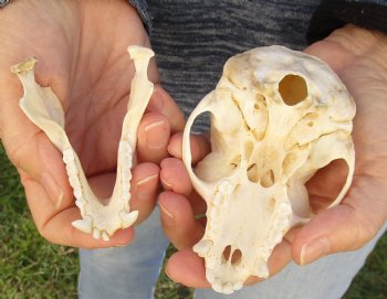 4-1/2" Male African Vervet Monkey Skull For Sale for $125 (CITES P-000023748)