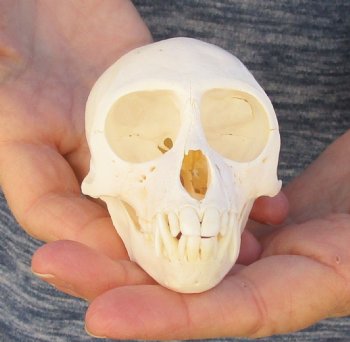 3-3/4" Female African Vervet Monkey Skull For Sale for $100 (CITES P-000023748)