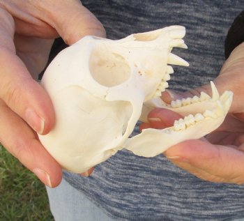 3-3/4" Female African Vervet Monkey Skull For Sale for $100 (CITES P-000023748)