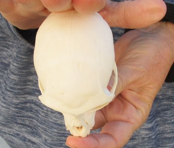 3-3/4" Female African Vervet Monkey Skull For Sale for $100 (CITES P-000023748)