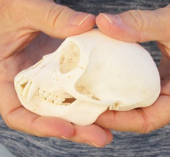 3-3/4" Female African Vervet Monkey Skull For Sale for $100 (CITES P-000023748)