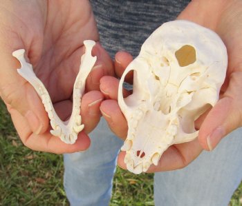 3-3/4" Female African Vervet Monkey Skull For Sale for $100 (CITES P-000023748)