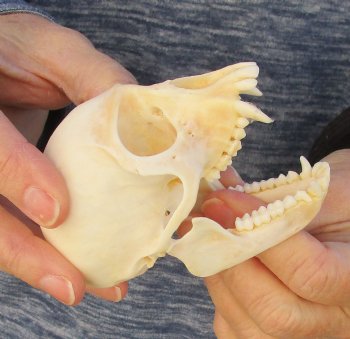 3-1/2" Female African Vervet Monkey Skull For Sale for $100 (CITES P-000023748)