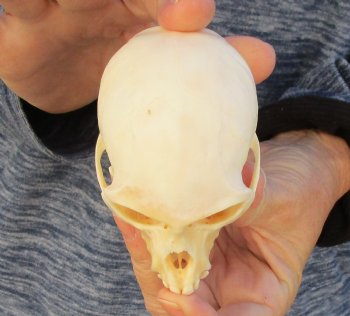 3-1/2" Female African Vervet Monkey Skull For Sale for $100 (CITES P-000023748)