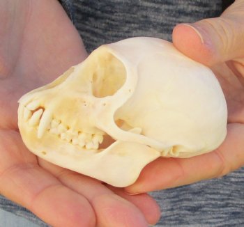 3-1/2" Female African Vervet Monkey Skull For Sale for $100 (CITES P-000023748)