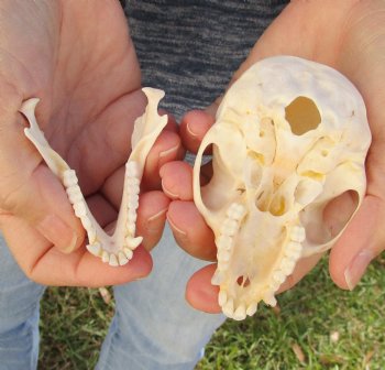 3-1/2" Female African Vervet Monkey Skull For Sale for $100 (CITES P-000023748)