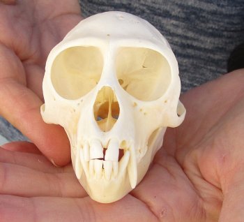 3-1/2" Female African Vervet Monkey Skull For Sale for $100 (CITES P-000023748)